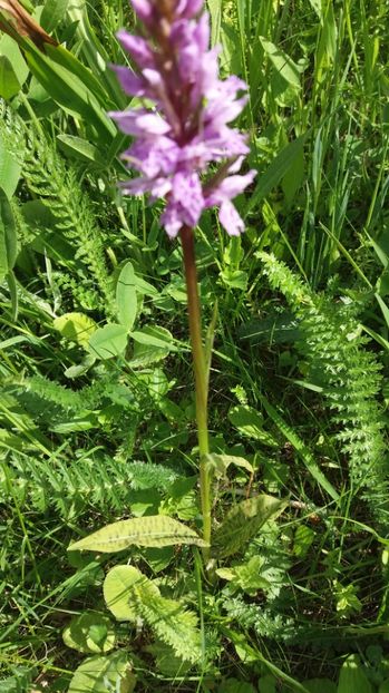  - Ordidee din flora spontana Romania
