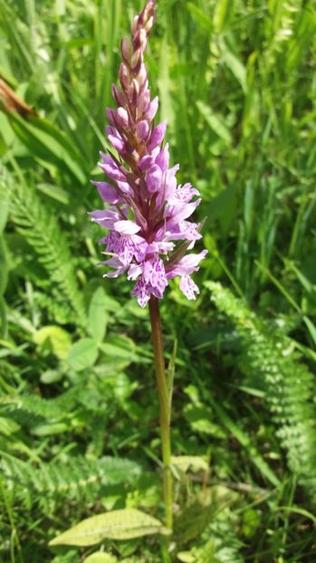  - Ordidee din flora spontana Romania