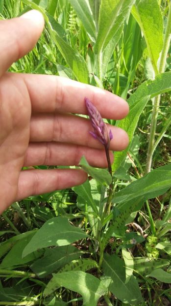  - Ordidee din flora spontana Romania