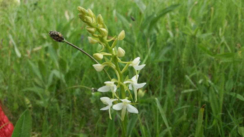  - Ordidee din flora spontana Romania