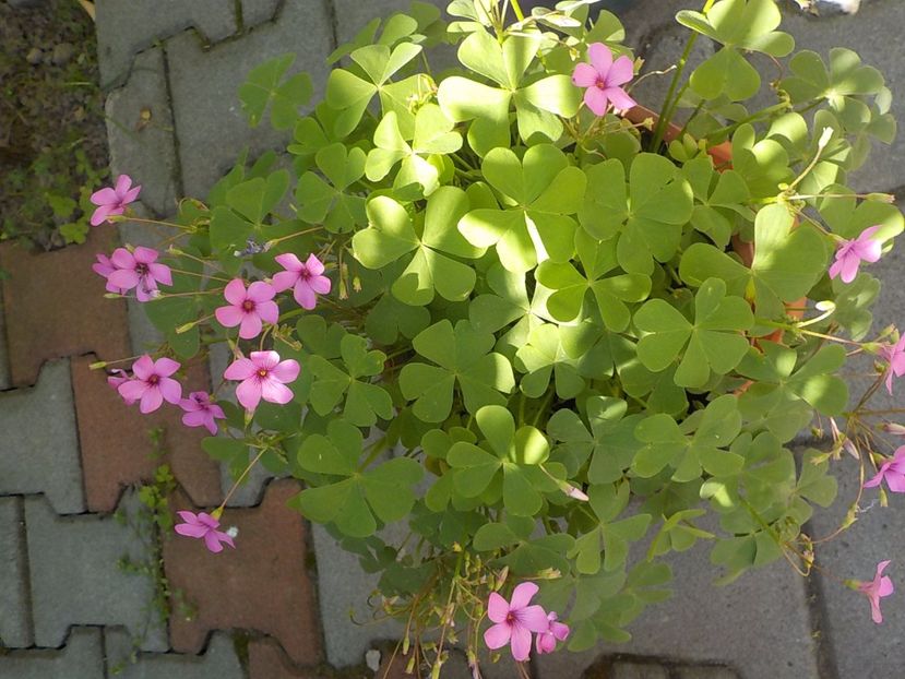  - oxalis