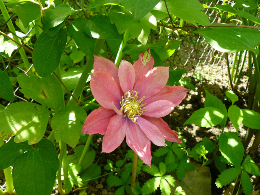 Little Mermaid - 2017_Moara Vantului