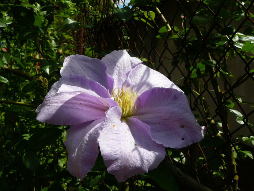 ?? Starkl - 2017_Moara Vantului