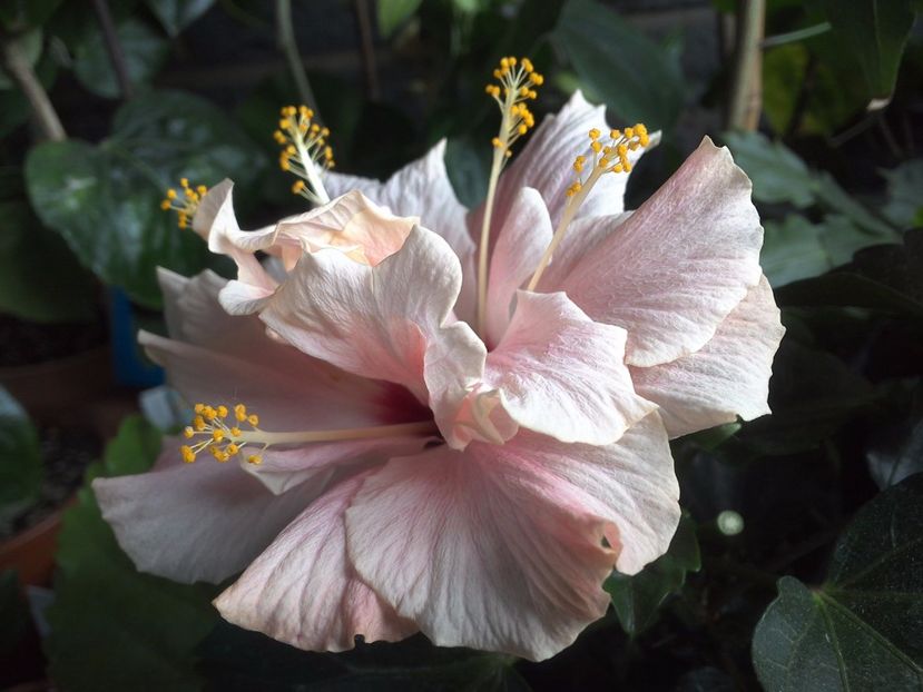 WIN_20170521_162153 - Clasic Pink