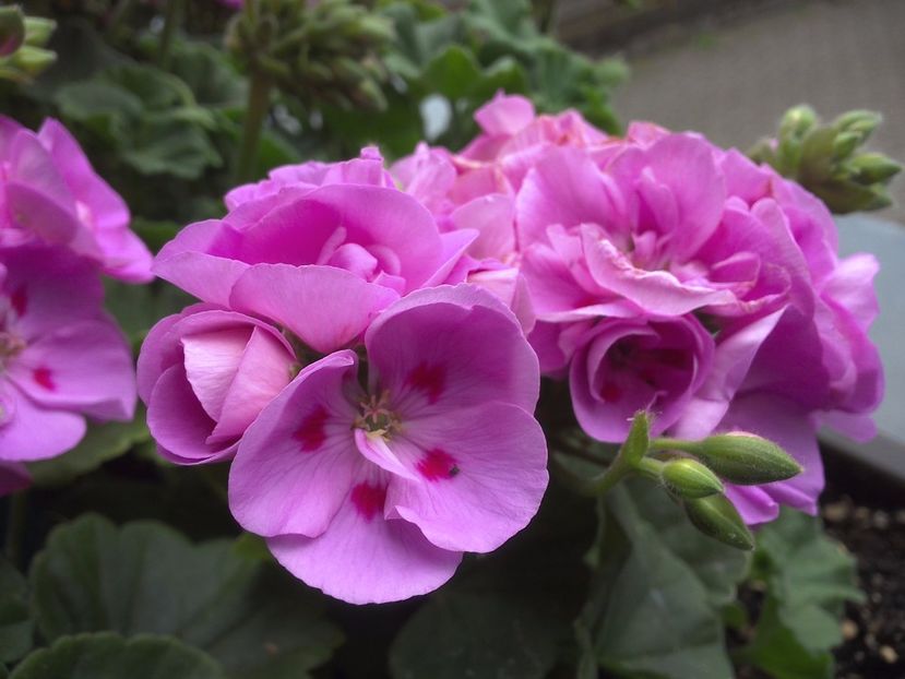 WIN_20170521_163051 - muscate