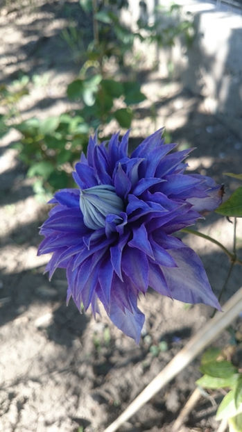  - Gradina primavara 2017