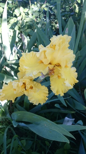 Pure as Gold - Gradina primavara 2017