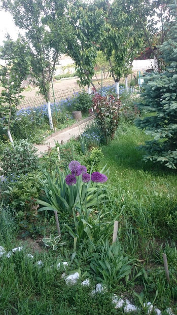  - Gradina primavara 2017