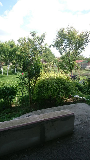  - Gradina primavara 2017