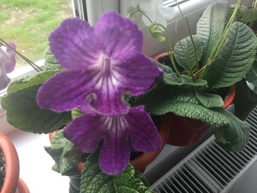  - Streptocarpusi 2017