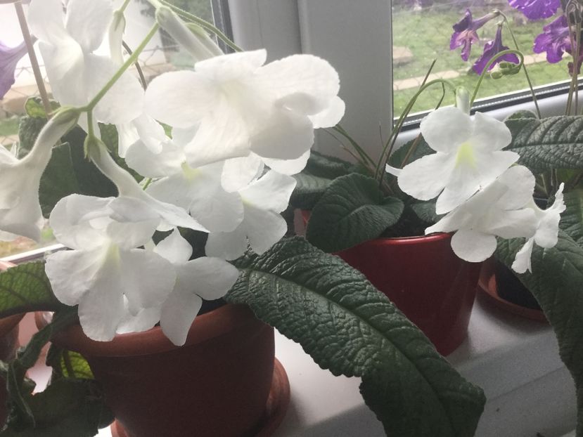  - Streptocarpusi 2017