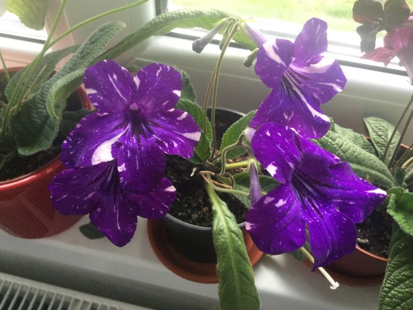  - Streptocarpusi 2017