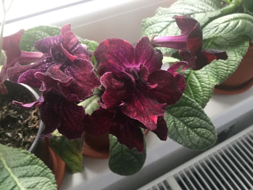  - Streptocarpusi 2017