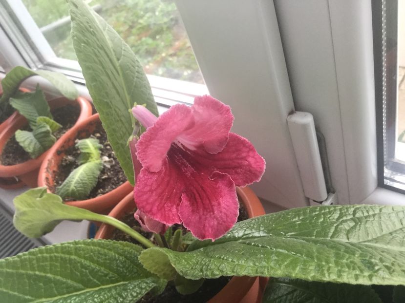  - Streptocarpusi 2017