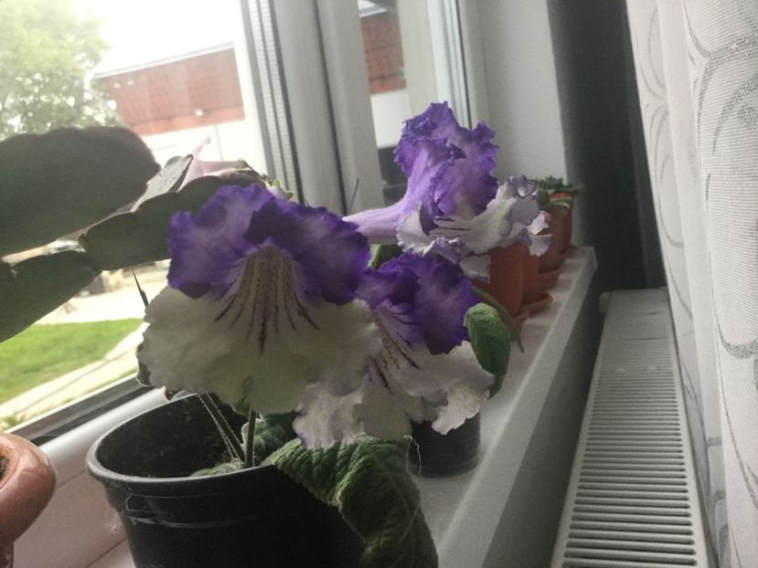  - Streptocarpusi 2017