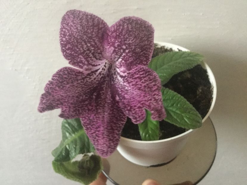  - Streptocarpusi 2017