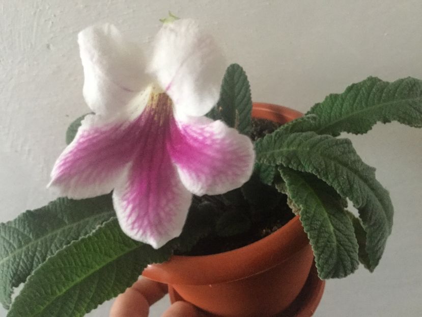  - Streptocarpusi 2017