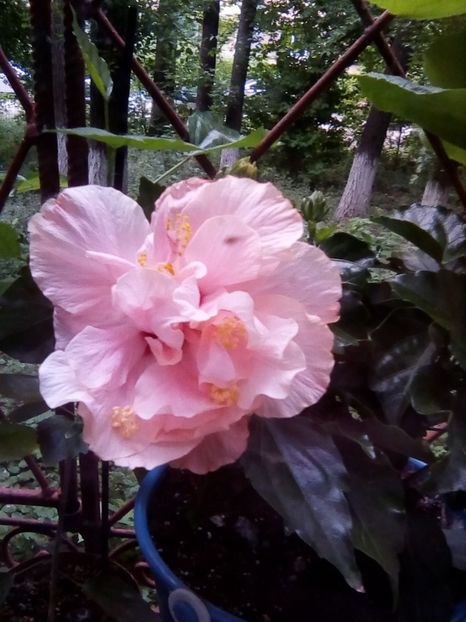 prima floare primul hibi inflorit 21.05.2017 - hibi