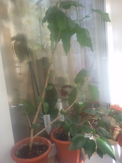  - De vanzare mai 2017