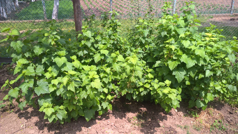 01 Mai 2017 - Coacaz negru - soiul Titania