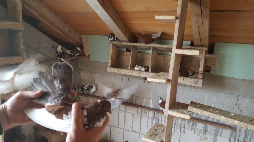  - 1891 Mircea Paunescu