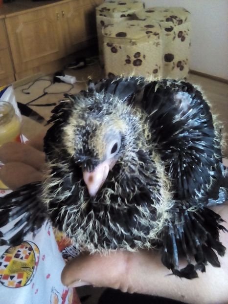 ,,ALB" CU CIOC NEGRU ! - Pui 2017