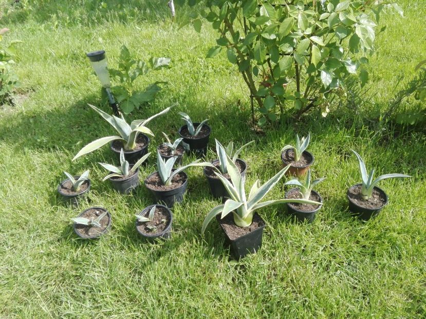 IMG-20170521-WA0001 - AGAVA