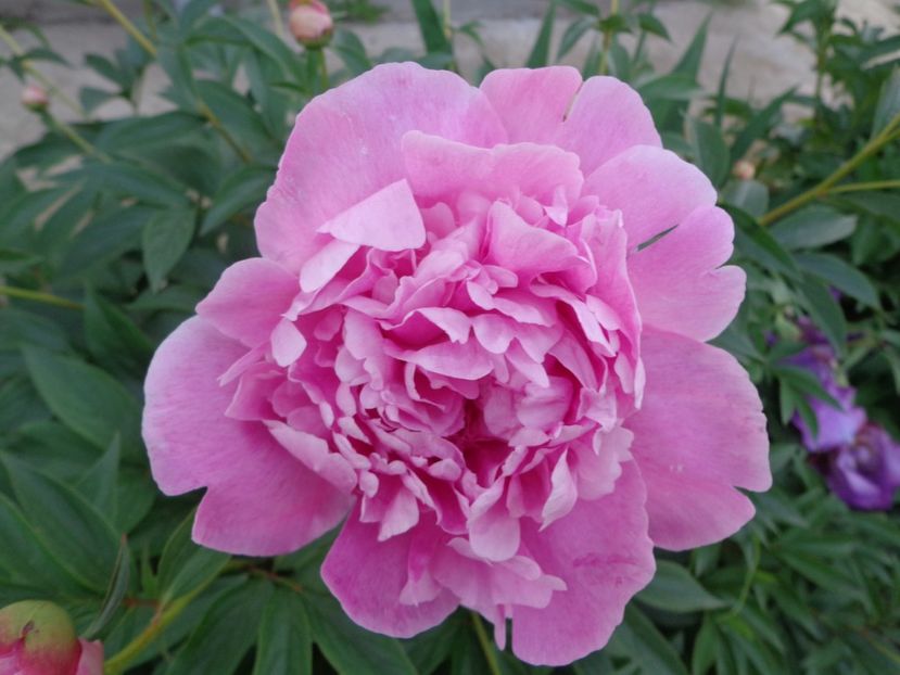  - FLORI DE GRADINA 2017