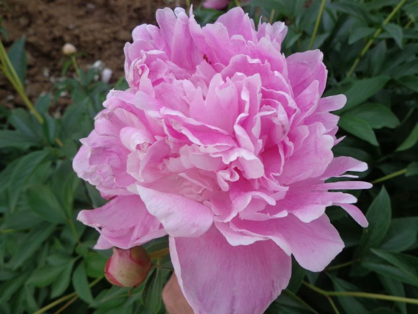  - FLORI DE GRADINA 2017