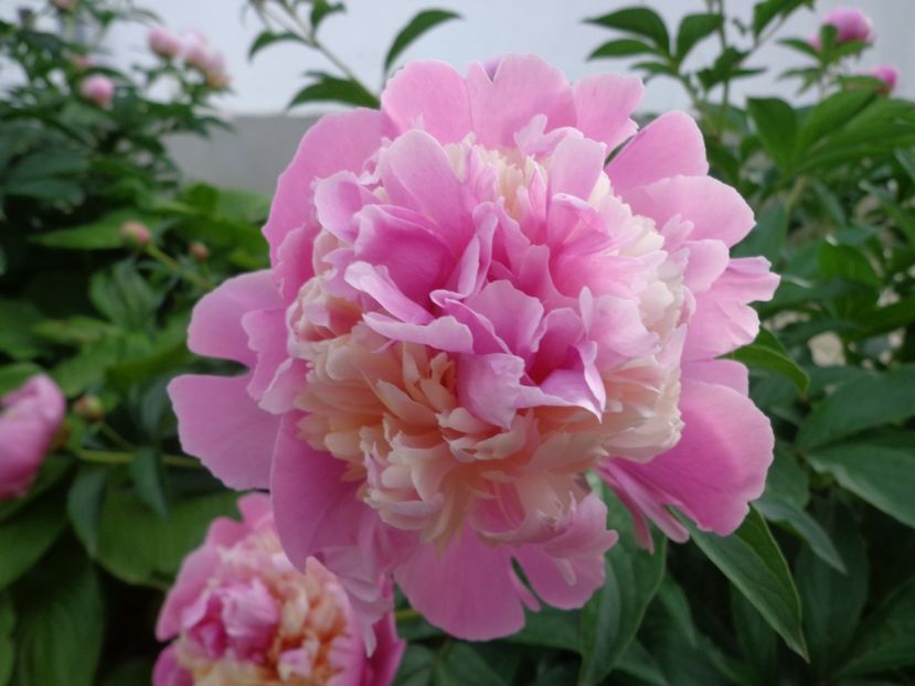  - FLORI DE GRADINA 2017