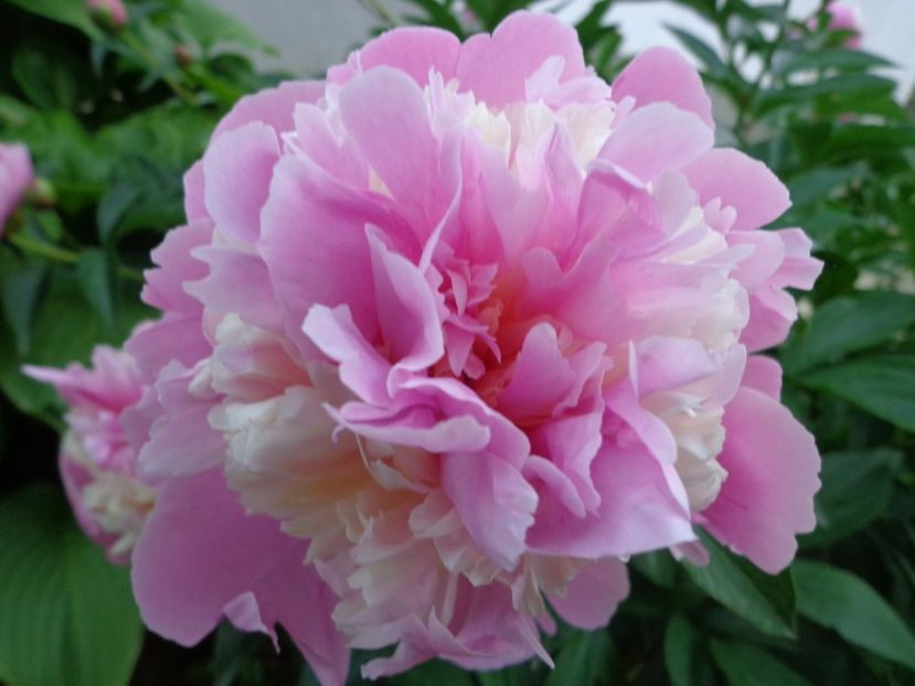  - FLORI DE GRADINA 2017