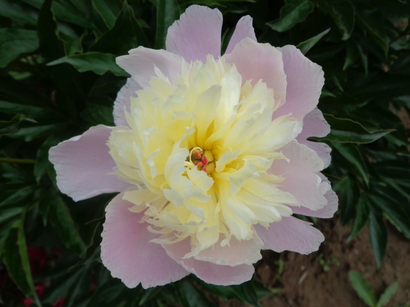  - FLORI DE GRADINA 2017