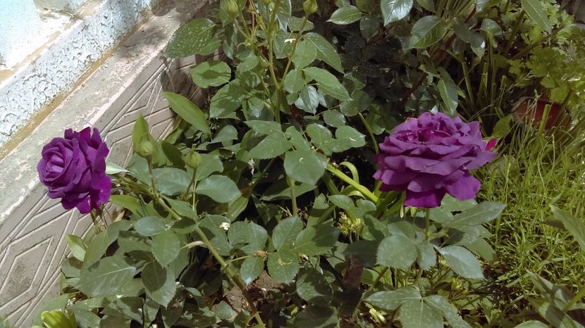  - parfum de reve hibrid