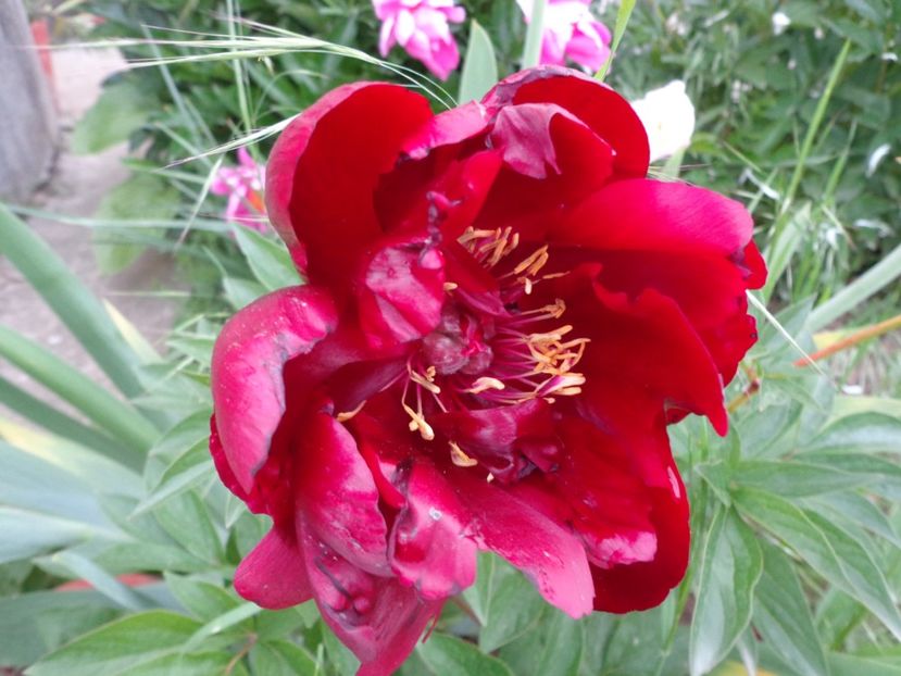  - FLORI DE GRADINA 2017