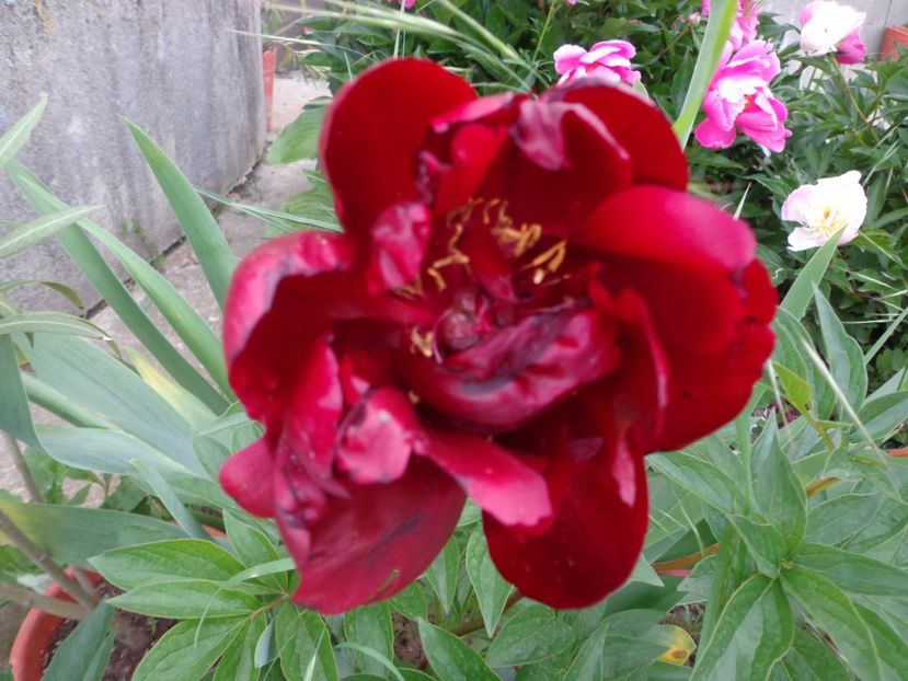  - FLORI DE GRADINA 2017