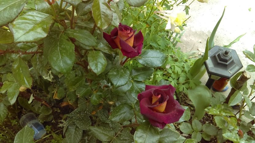  - eddy mitchell meilland