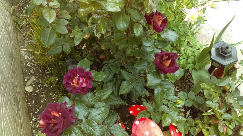  - eddy mitchell meilland