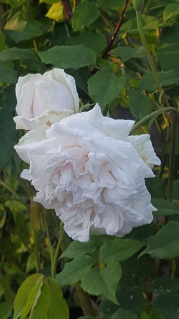 Madame Alfred Carierre - Trandafiri 2017-1