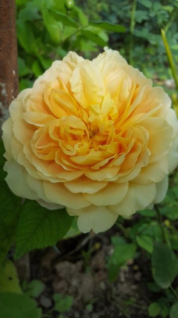 Golden Celebration - Trandafiri 2017-1