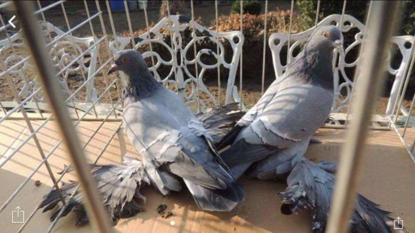 Randunele de campie - Matca 2018 - Randunele de saxonia