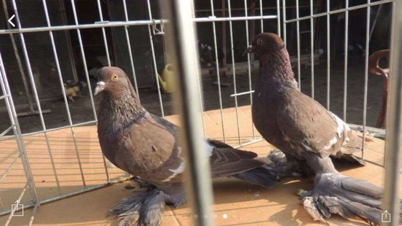 Randunele de campie - Matca 2018 - Randunele de saxonia