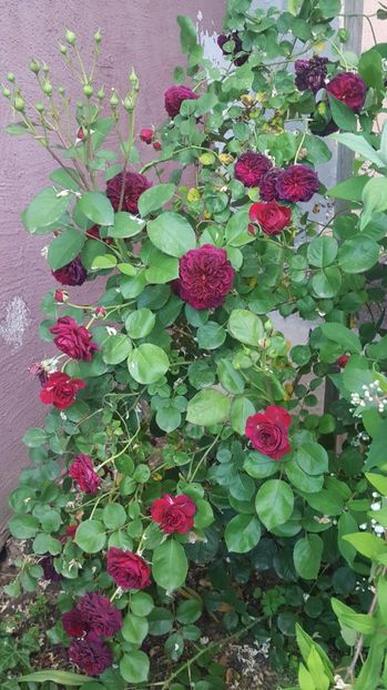 Tradescant - Trandafiri 2017-1