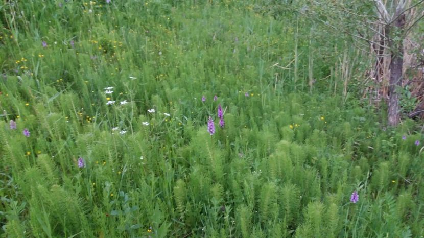 Multe - Ordidee din flora spontana Romania