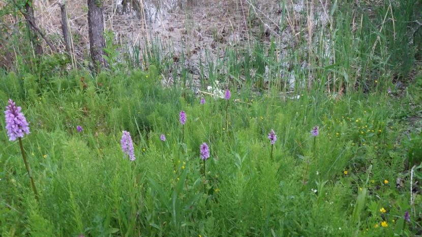 Le place in apropierea mlastinii - Ordidee din flora spontana Romania