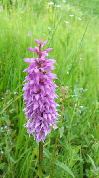 Detaliu - Ordidee din flora spontana Romania