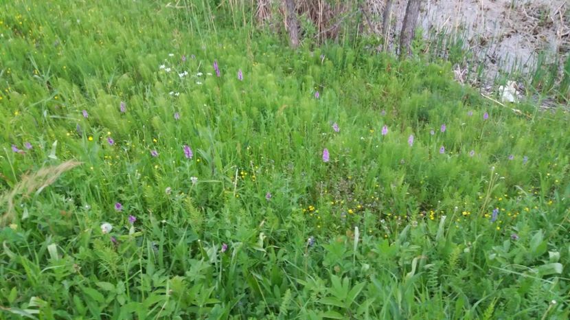 8 - Ordidee din flora spontana Romania