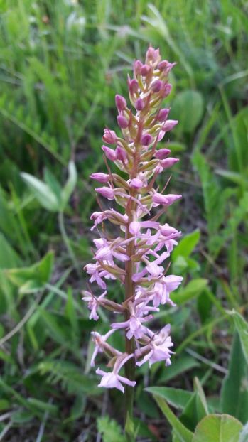 Alt soi parfumat foarte puternic - Ordidee din flora spontana Romania
