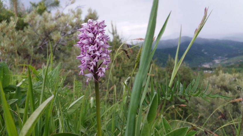  - Ordidee din flora spontana Romania