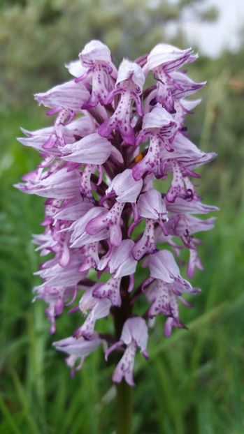 Detaliu - Ordidee din flora spontana Romania