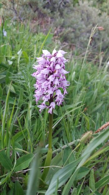  - Ordidee din flora spontana Romania